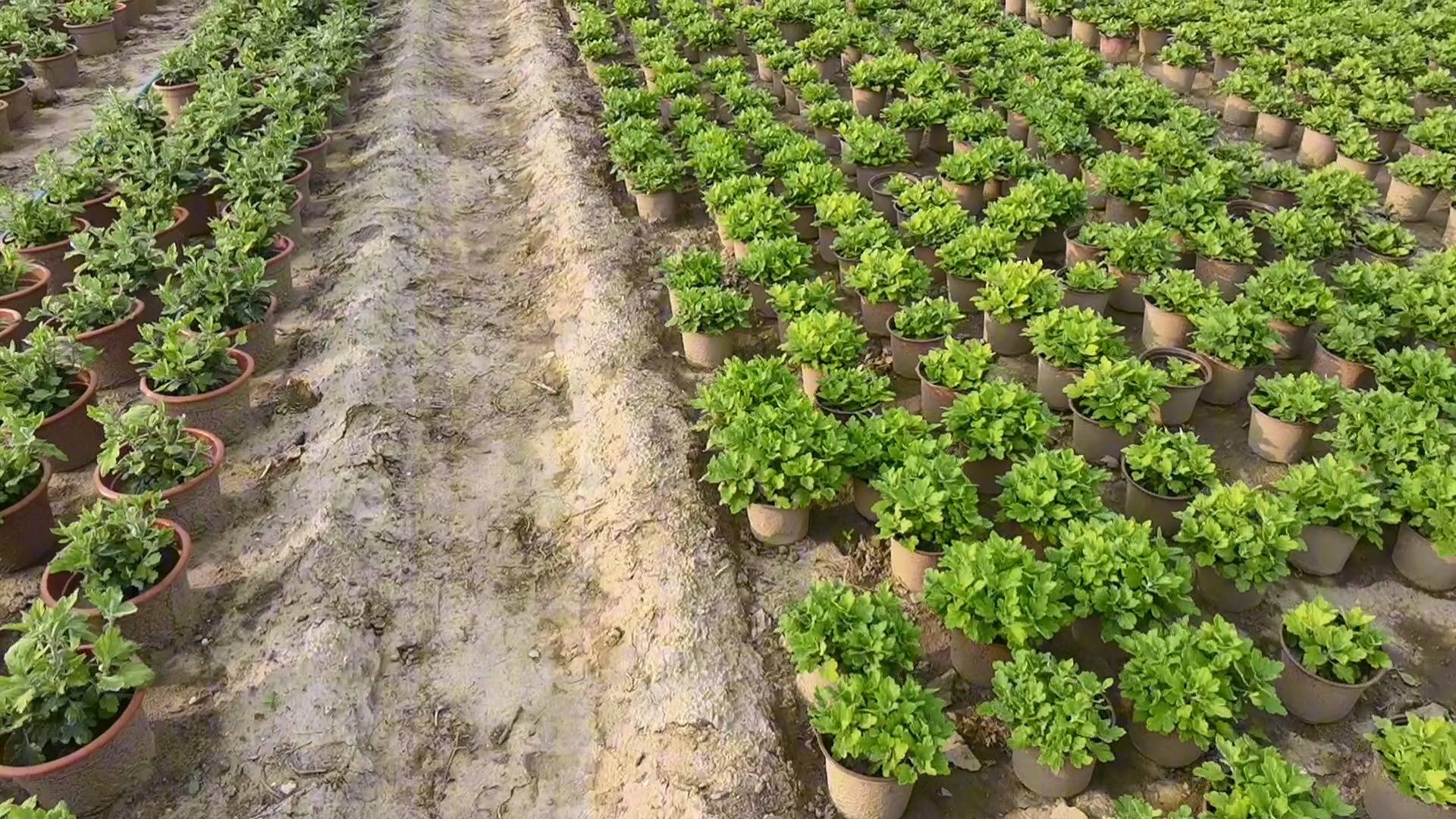 开封菊花种植基地-多本菊,盆栽小菊种植基地现状实拍