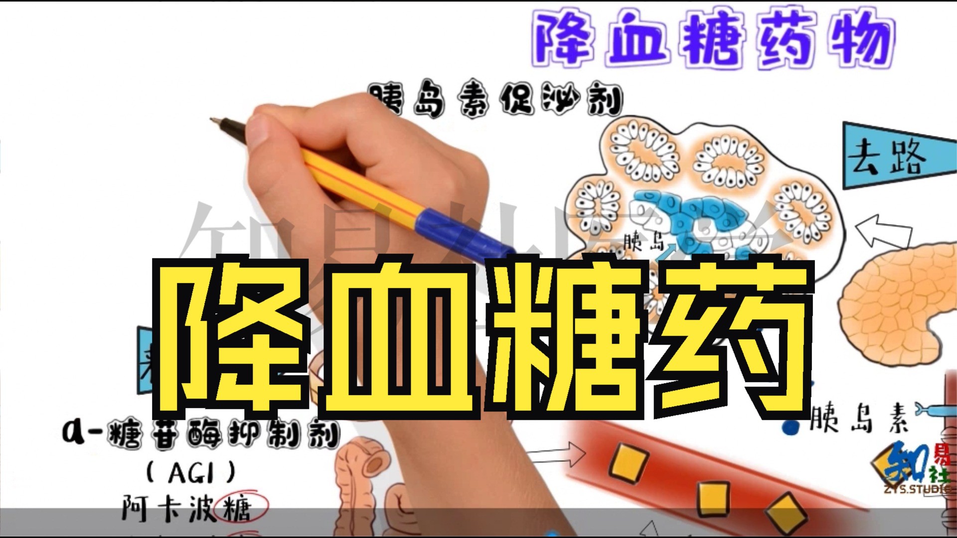 手绘精讲 | 降血糖药物大总结哔哩哔哩bilibili