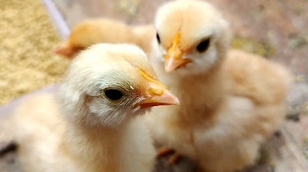 小鸡崽儿,一摸就叽叽叫