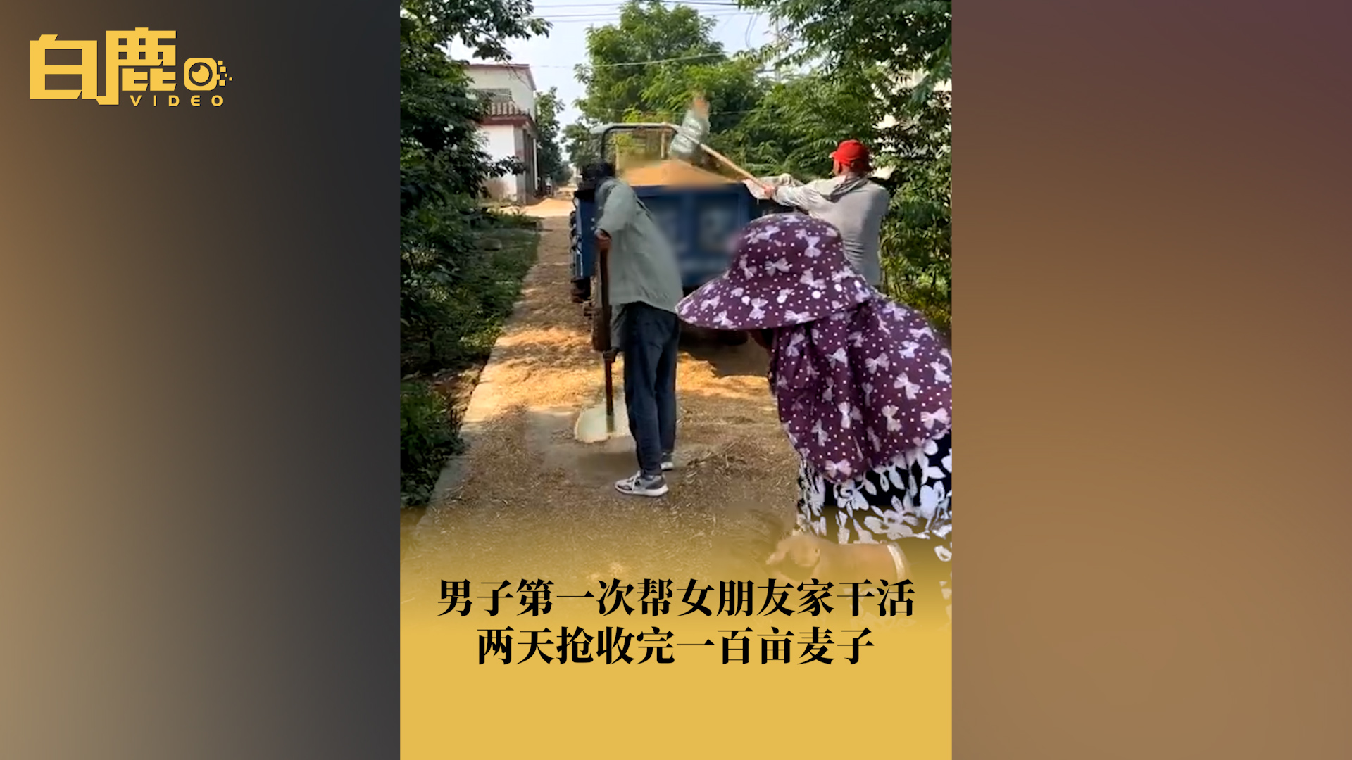 男子帮女朋友家收麦2天收完100亩哔哩哔哩bilibili