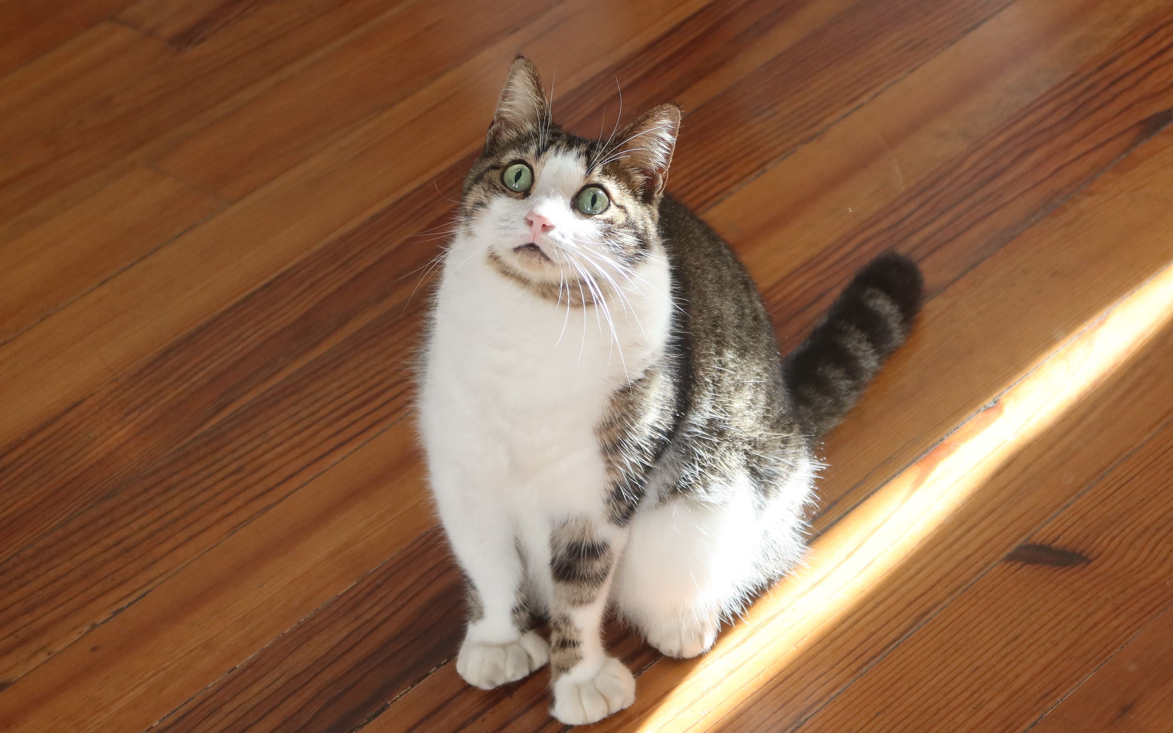 活动作品美国迈阿密最南端keywest海明威故居里的六趾猫崽子们