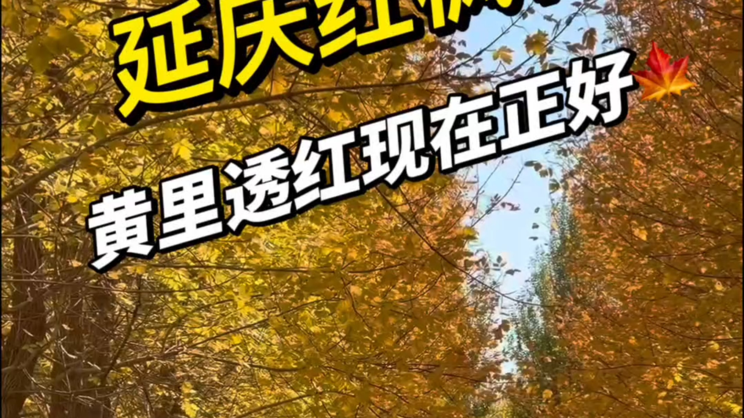 10月7日实拍延庆红枫林#延庆红枫林 #延庆赏秋 #京郊秋游 #北京周边游玩 #延庆打卡 #北京红叶 #周末去哪儿 #北京秋天 #延庆吃喝玩乐 #京郊拍照