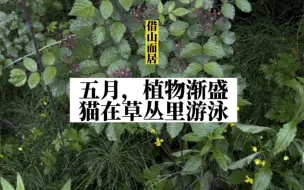 Video herunterladen: 五月，植物渐盛，猫在草丛里游泳