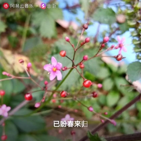 [图]雁南飞 雪小芹