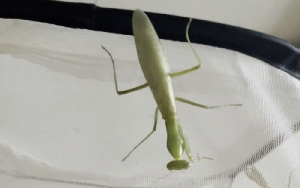 【斧螳】超大海南广斧螳