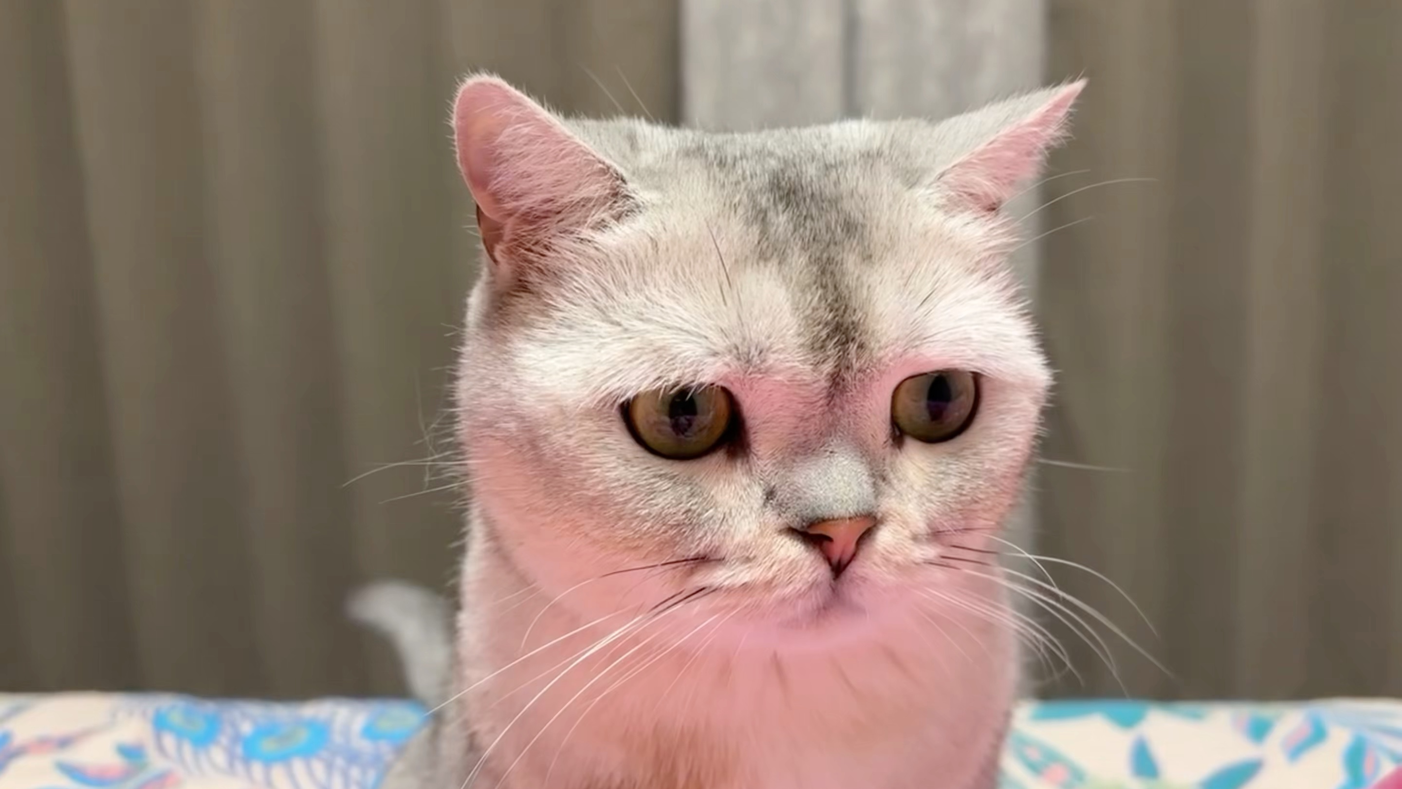 百万是只可爱喵