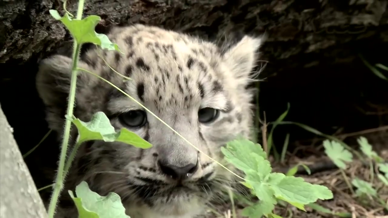 雪豹幼崽,蠢萌蠢萌的那种