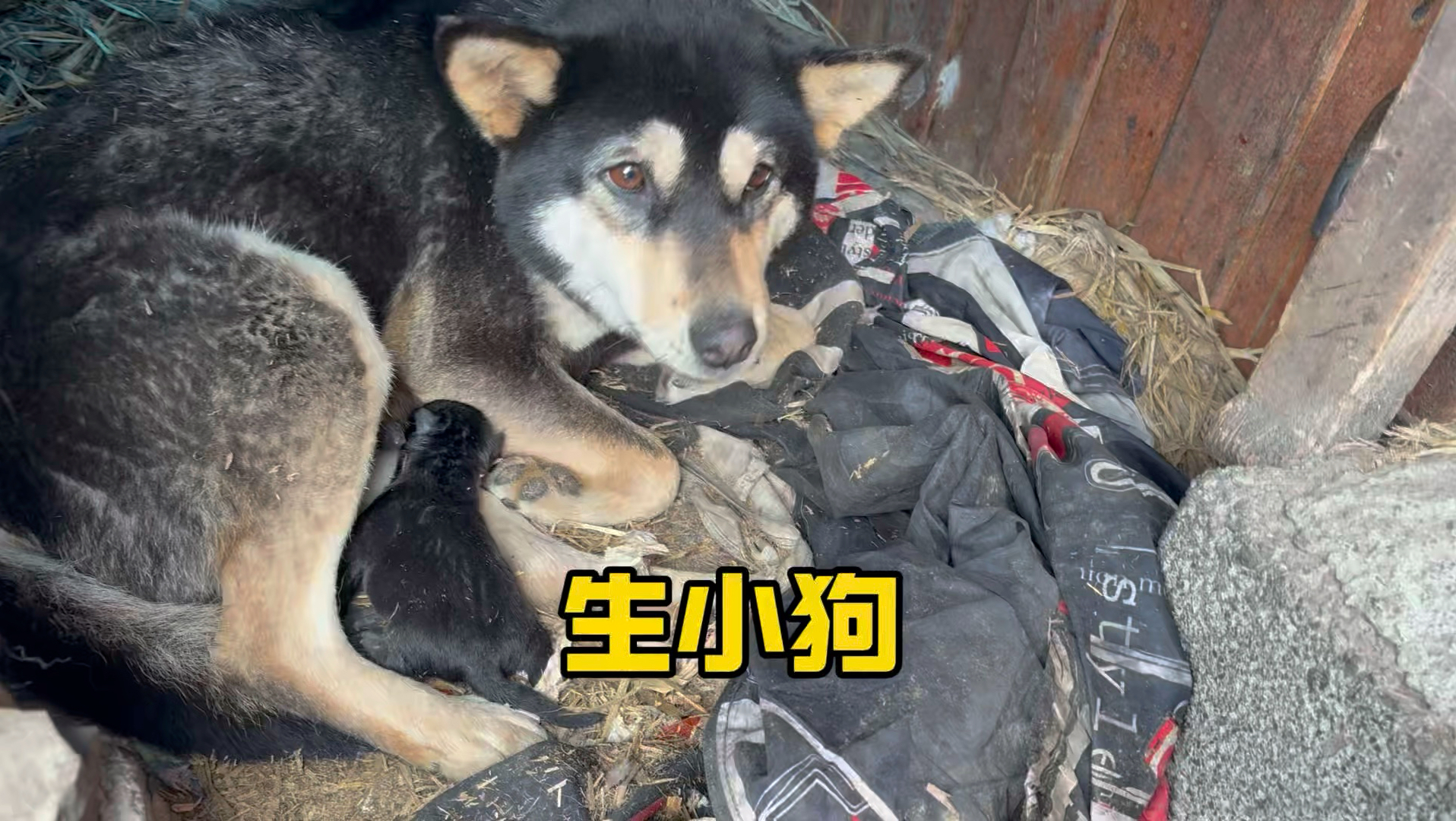 小四眼生小狗太离谱了，不给它新产房，还不生！-大黄是只狗-大黄是只狗-哔哩哔哩视频