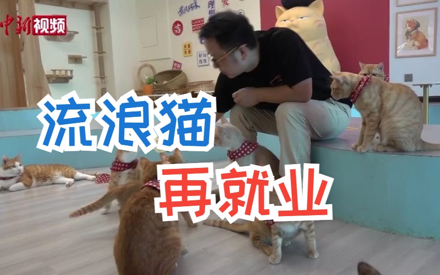 武汉一公益性猫咖,40只流浪猫“再就业”哔哩哔哩bilibili