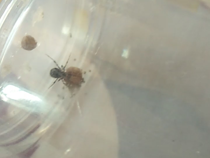 这么多蜘蛛宝宝怎么养?还有这是什么品种的网蛛?