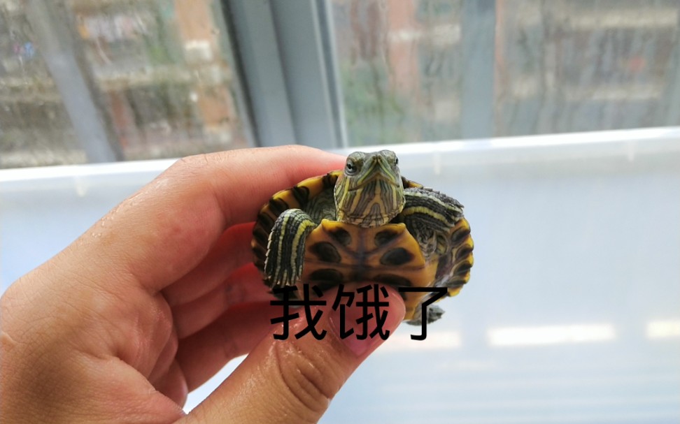 当龟饿急眼了,会发生什么!