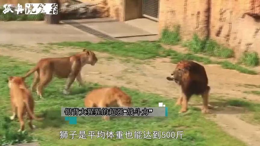 [图]狮子和银背大猩猩决战，却惨遭“爆锤”，瞬间傻眼了