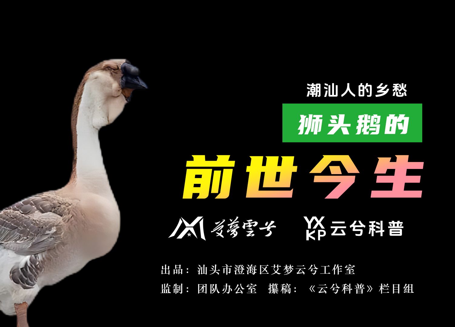 狮头鹅的前世今生【云兮科普】