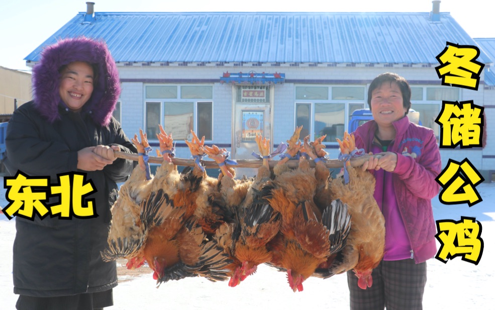 东北人猫冬储存大公鸡,天然冷库,随吃随拿,你见过吗?