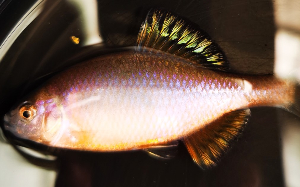 今年培育的新品种鳑鲏