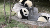 [图]【panda】萌萌嗒的熊猫宝宝们的日常打闹