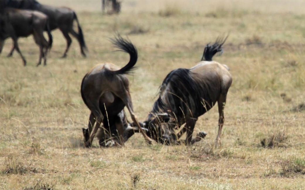 两只角马打架角卡在了一起,无法摆脱对方束缚,鬣狗将角马咬死!