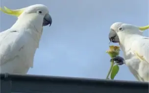 Скачать видео: 葵花鹦鹉在吃葵花