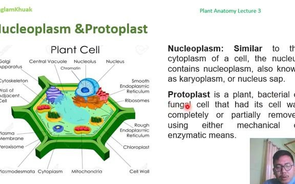 【Youtube搬运】植物学基础知识讲座哔哩哔哩bilibili