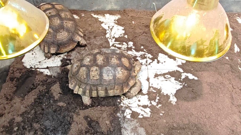 地球学院室内动物园的苏卡达陆龟