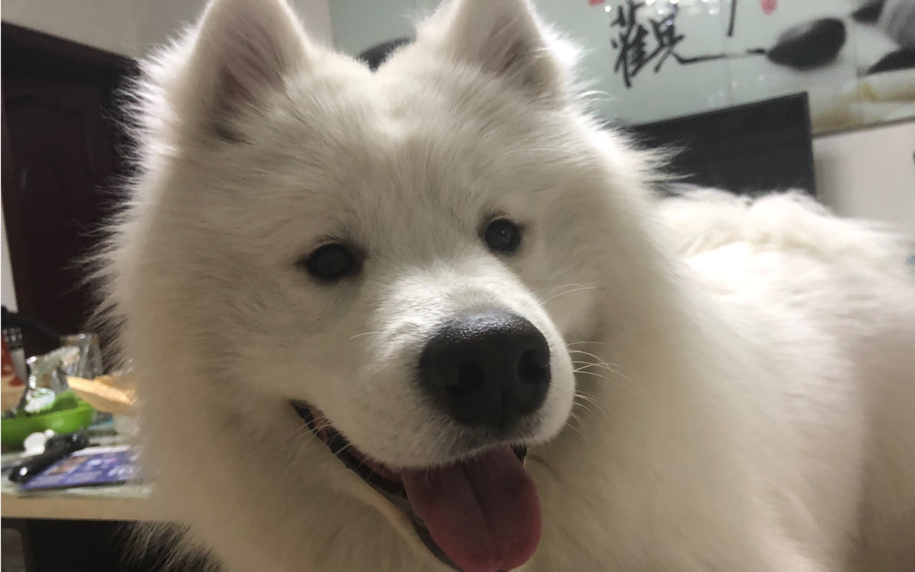 洗完澡的萨摩,白!