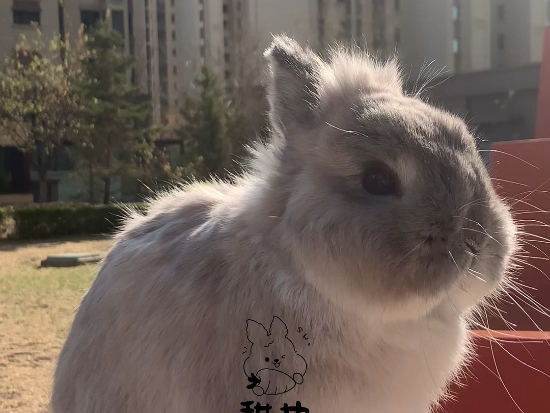 烟灰暹罗貂侏儒兔弟弟