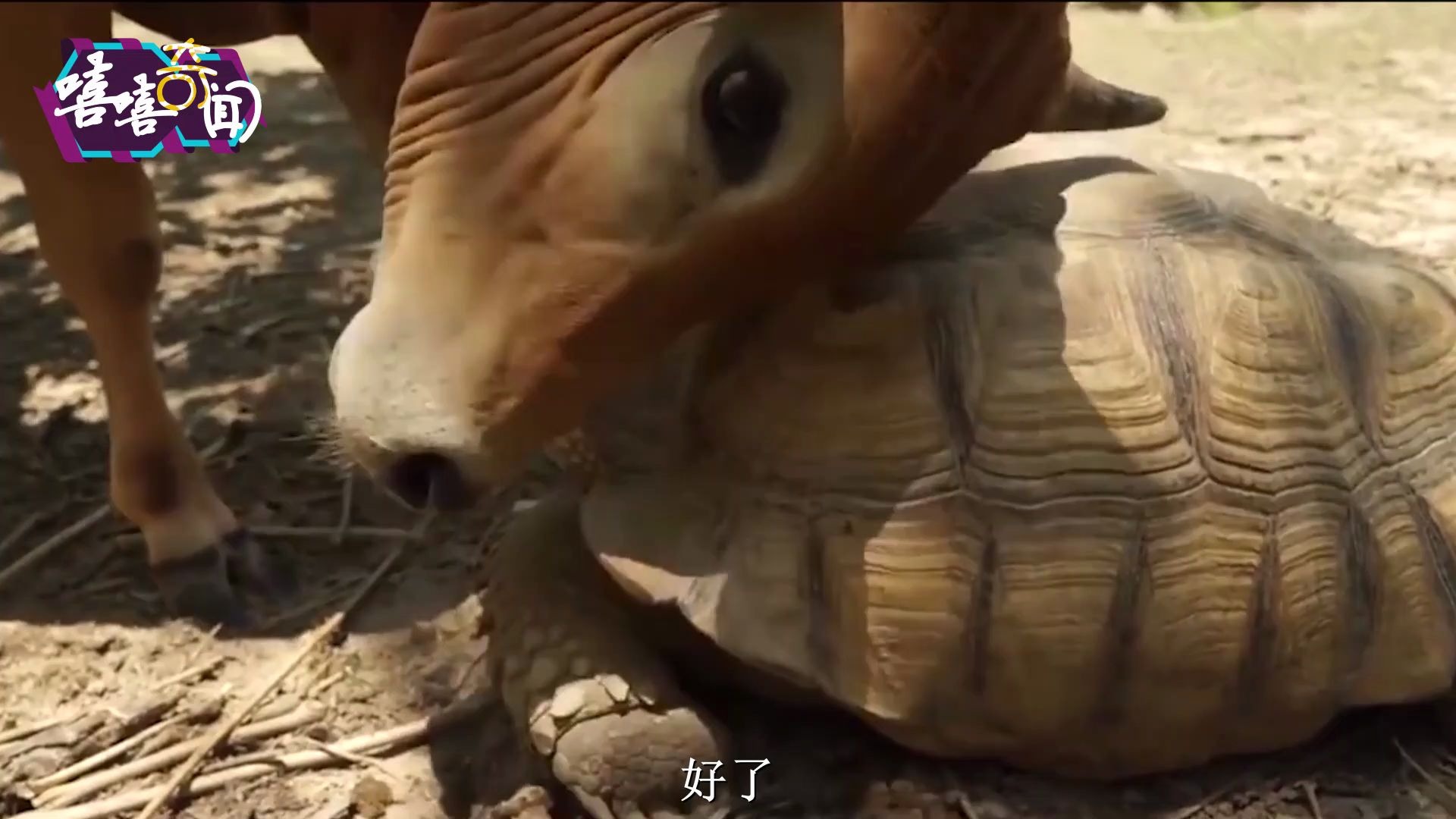 世界之大无奇不有,牛和乌龟成了好朋友