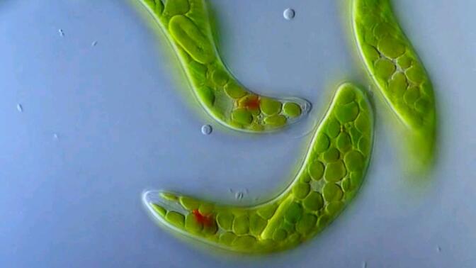 显微镜下的眼虫