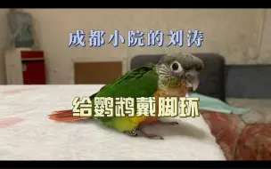 给鹦鹉佩戴脚环