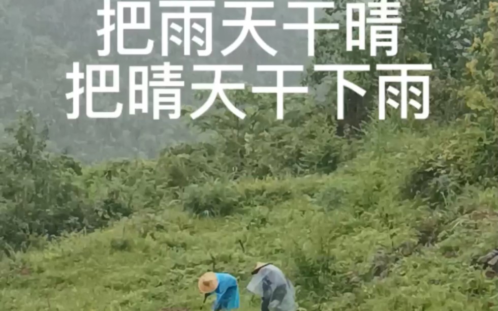 贵州黔农奉仿野生苦丁茶茶山第一轮人工除草!哔哩哔哩bilibili