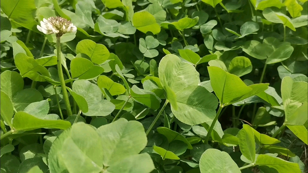 [图]我永远热爱富有生活气息的每一天。