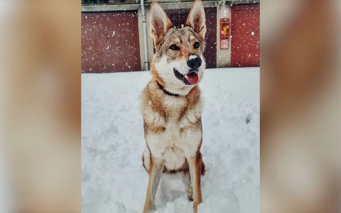 【捷克狼犬】捷克狼犬在国外一般被用作巡逻犬或者是警卫犬!哔哩哔哩bilibili