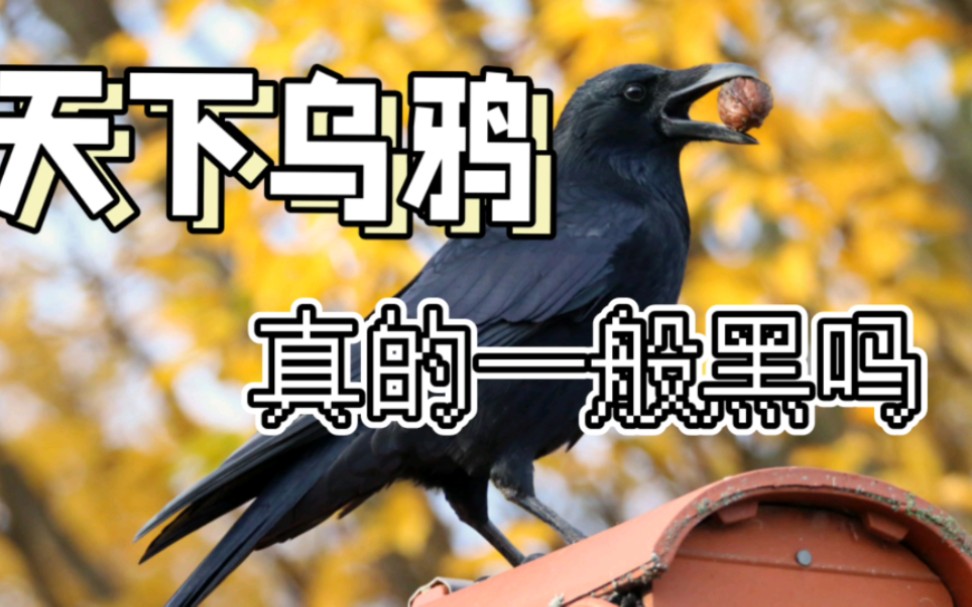 天下乌鸦真的一般黑吗