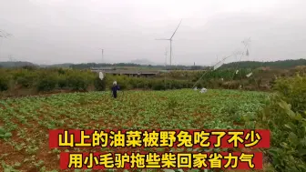 Descargar video: 山上的油菜被野兔吃了不少 用小毛驴拖些柴回家省力气