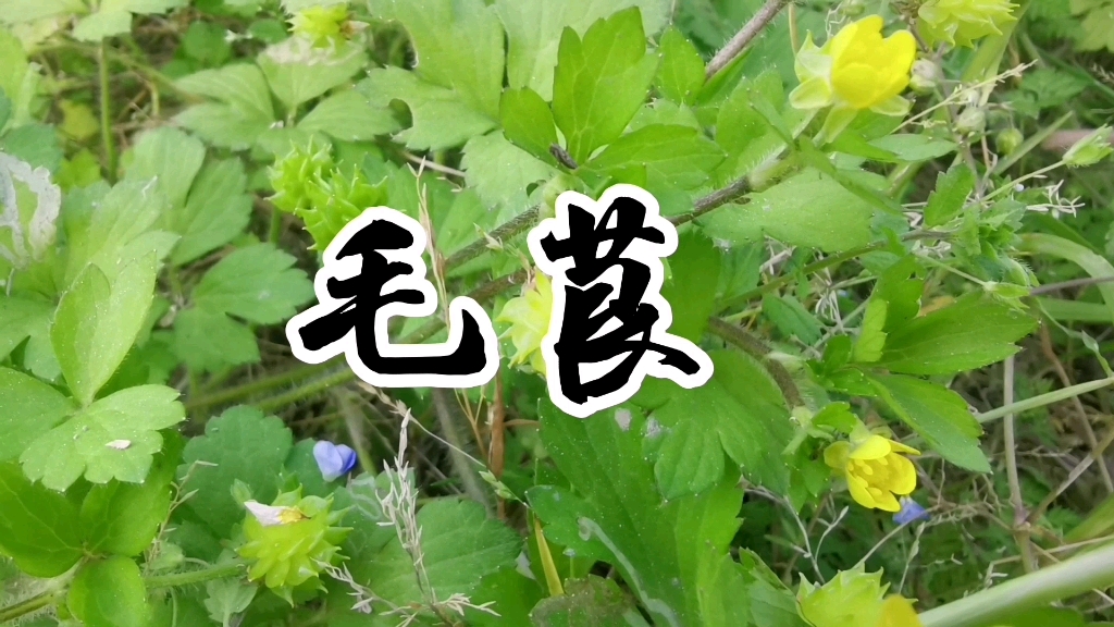 中草药毛茛哔哩哔哩bilibili