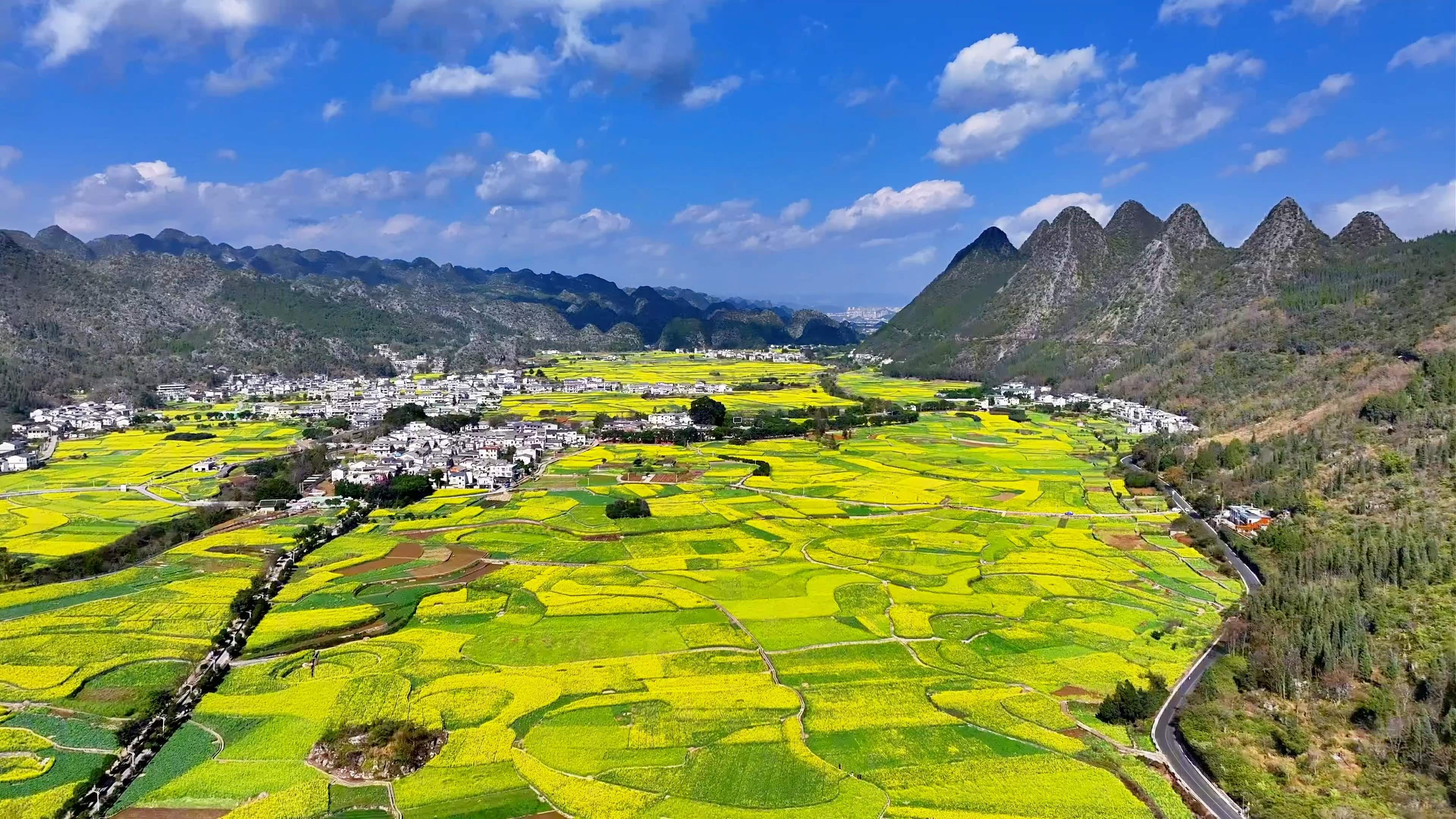 万峰林五千亩油菜花正逐渐进入盛花期