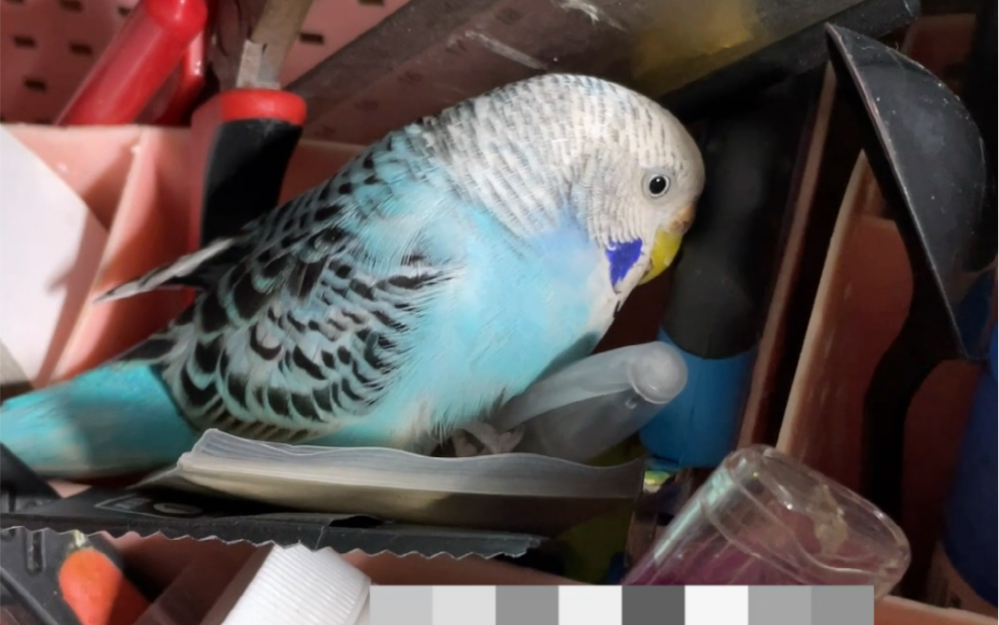 【月玖-虎皮鹦鹉】珍珠:你有事?没事别喊我,忙着呢.