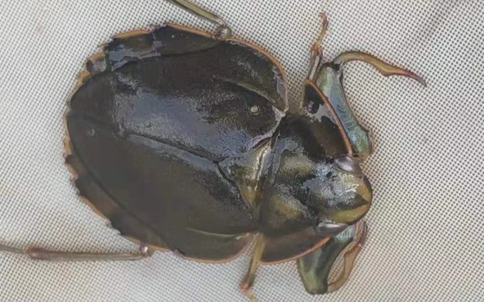 广西捉到的泥角潜蝽