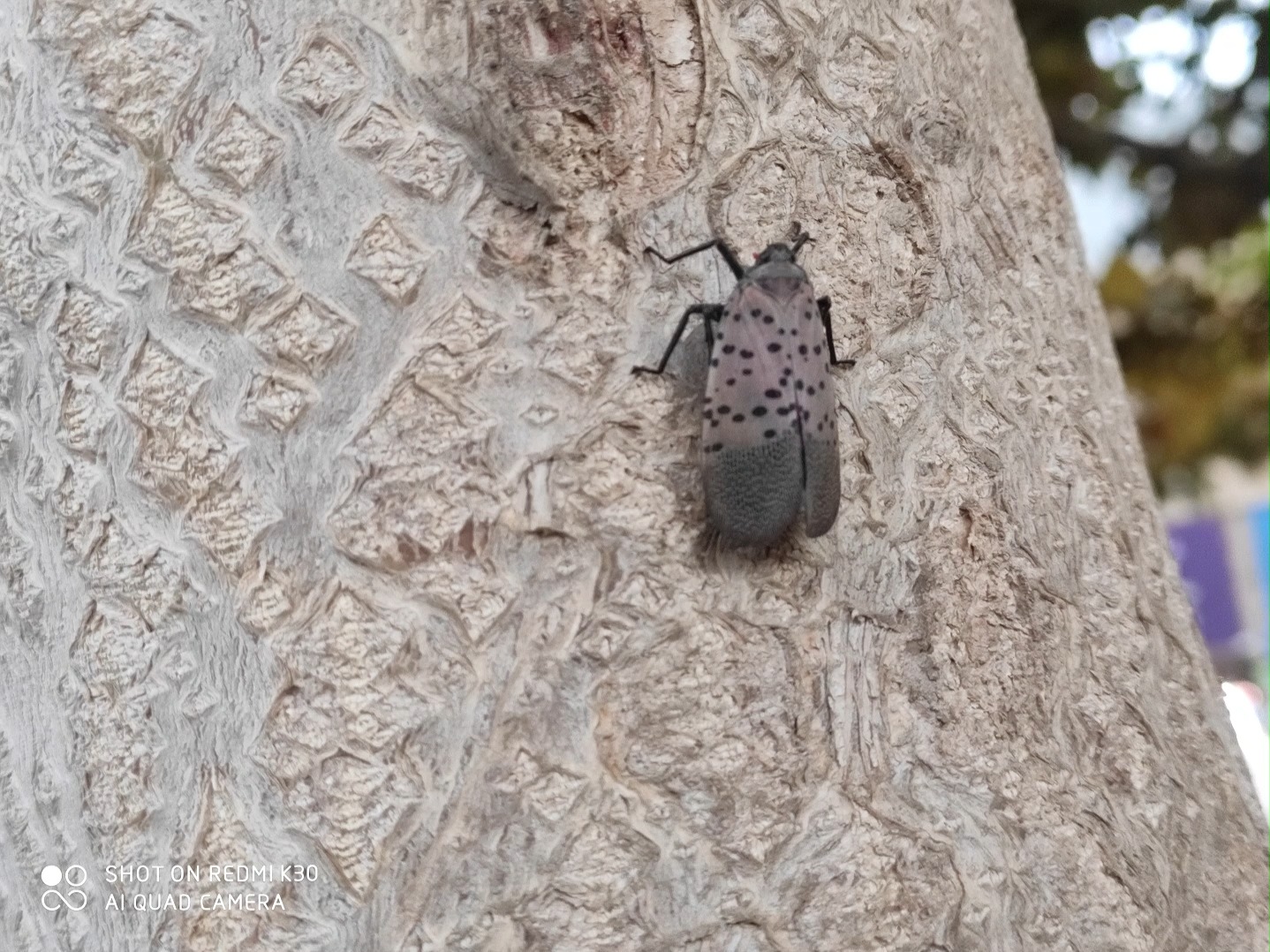 会否像草履蚧一样泛滥?-10月13日