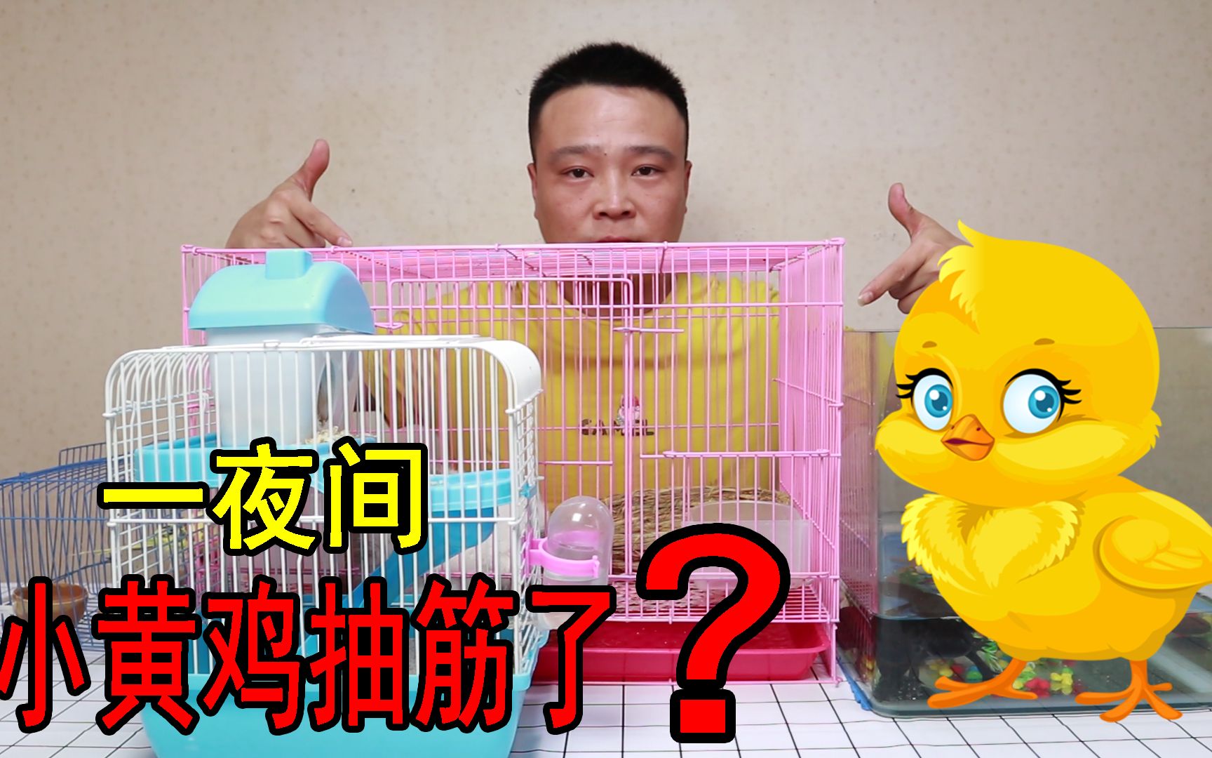 小浪哥在看宠物仓鼠鹦鹉荷兰猪蝴蝶犬侏儒兔时发现小黄鸡在抽搐