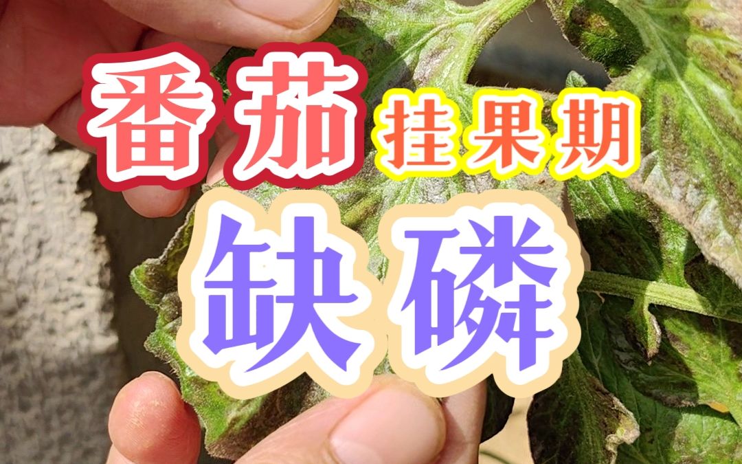 番茄盛果期,很容易缺磷!种番茄注意啦!哔哩哔哩bilibili