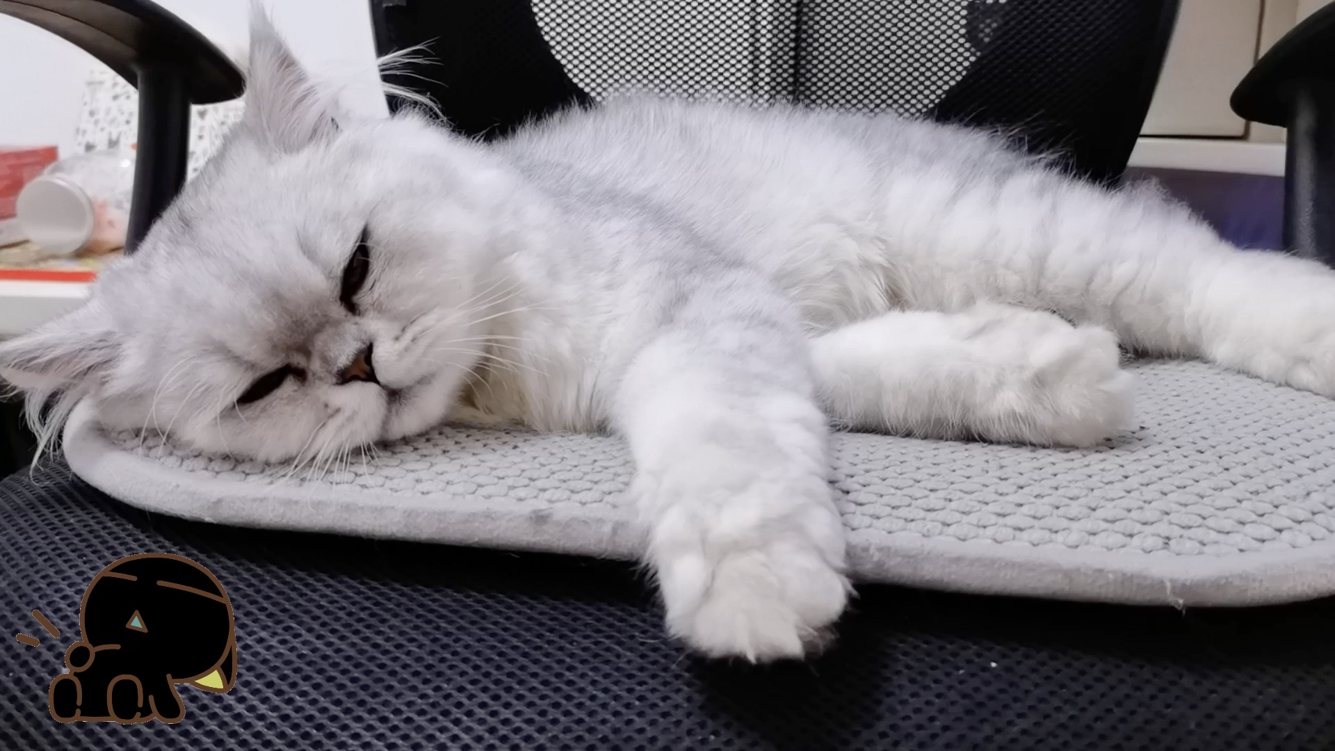 活动  小猫咪瘫