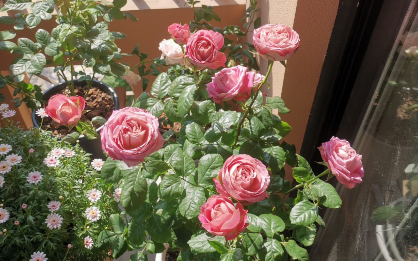 这款月季叫地球末夜.