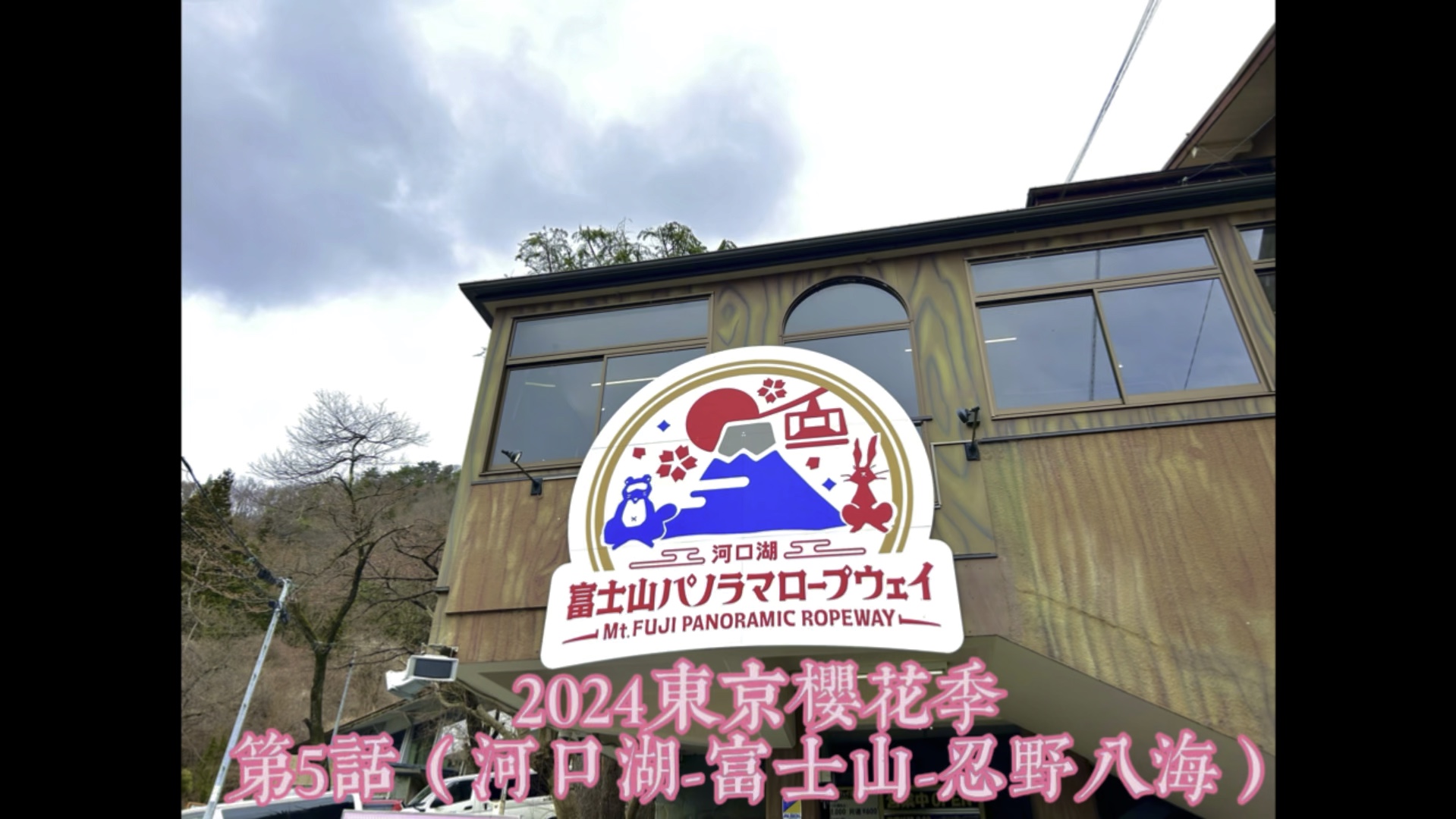 2024東京樱花季vlog 5(河口湖-富士山-忍野八海)