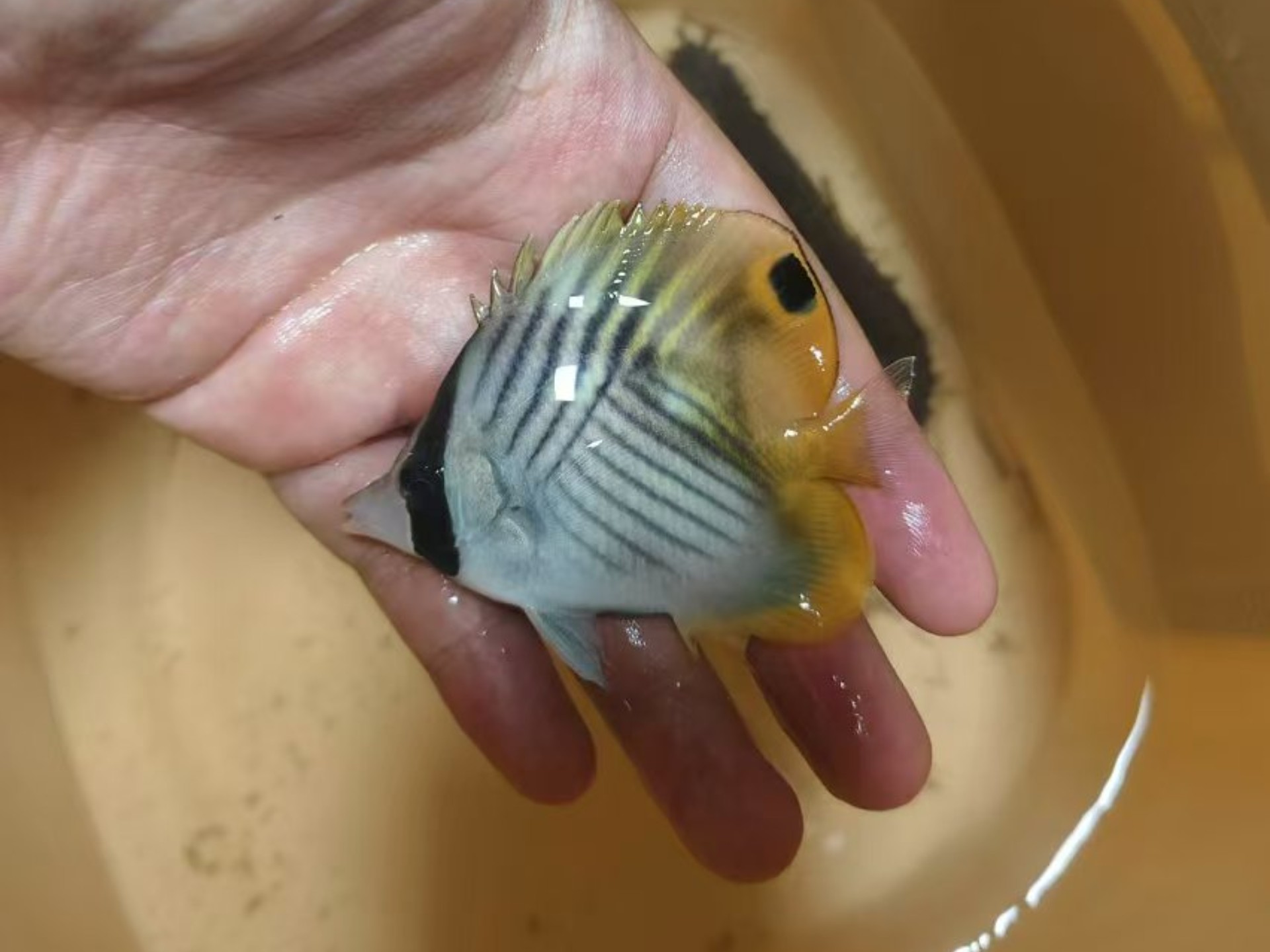 赶海野采蝶鱼 斑马吊 小黑吊和偶遇霞红章鱼