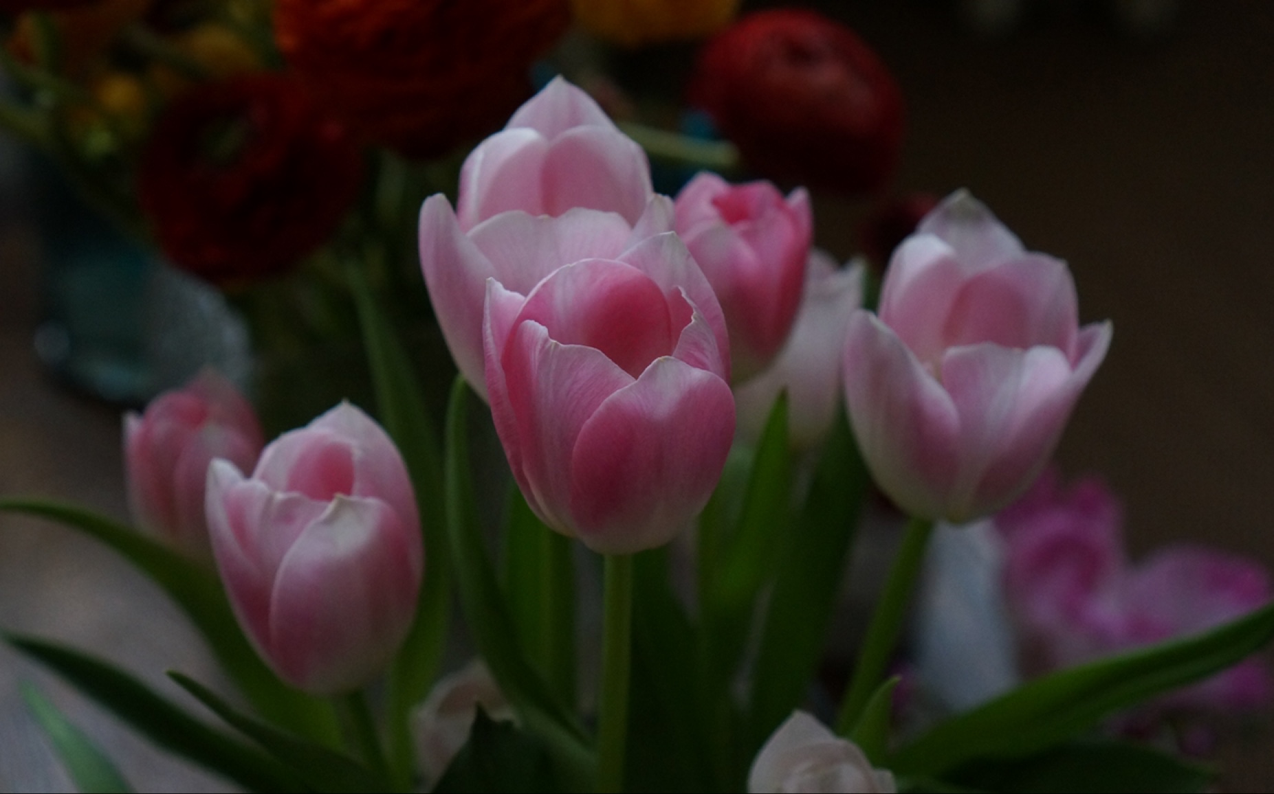 网购鲜花|海盛郁金香|王朝粉