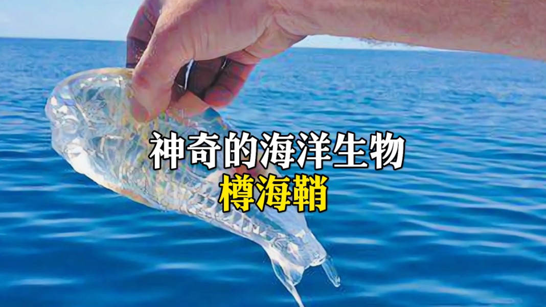 神奇的海洋生物樽海鞘哔哩哔哩bilibili