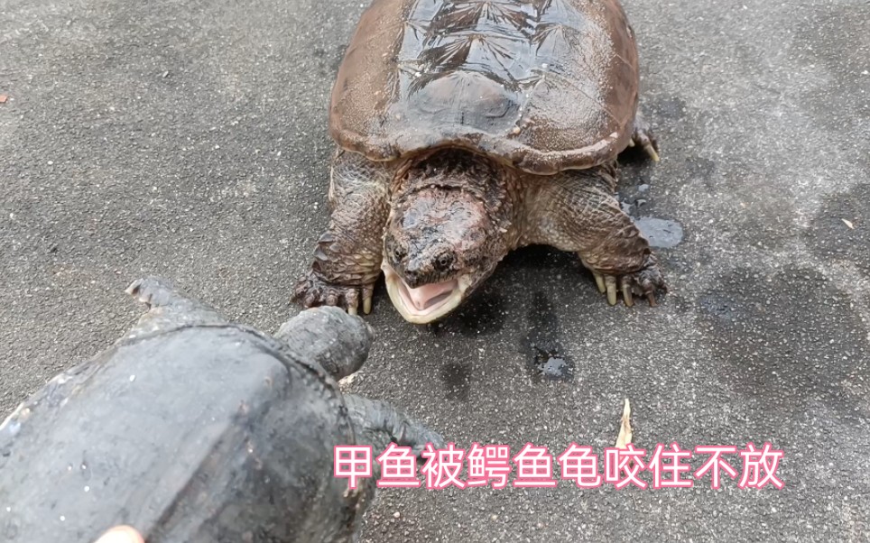 甲鱼大干鳄鱼龟直接被鳄鱼龟咬住不放
