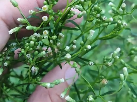 435 小蓬草:菊科飞蓬属草本植物.又称:小飞蓬