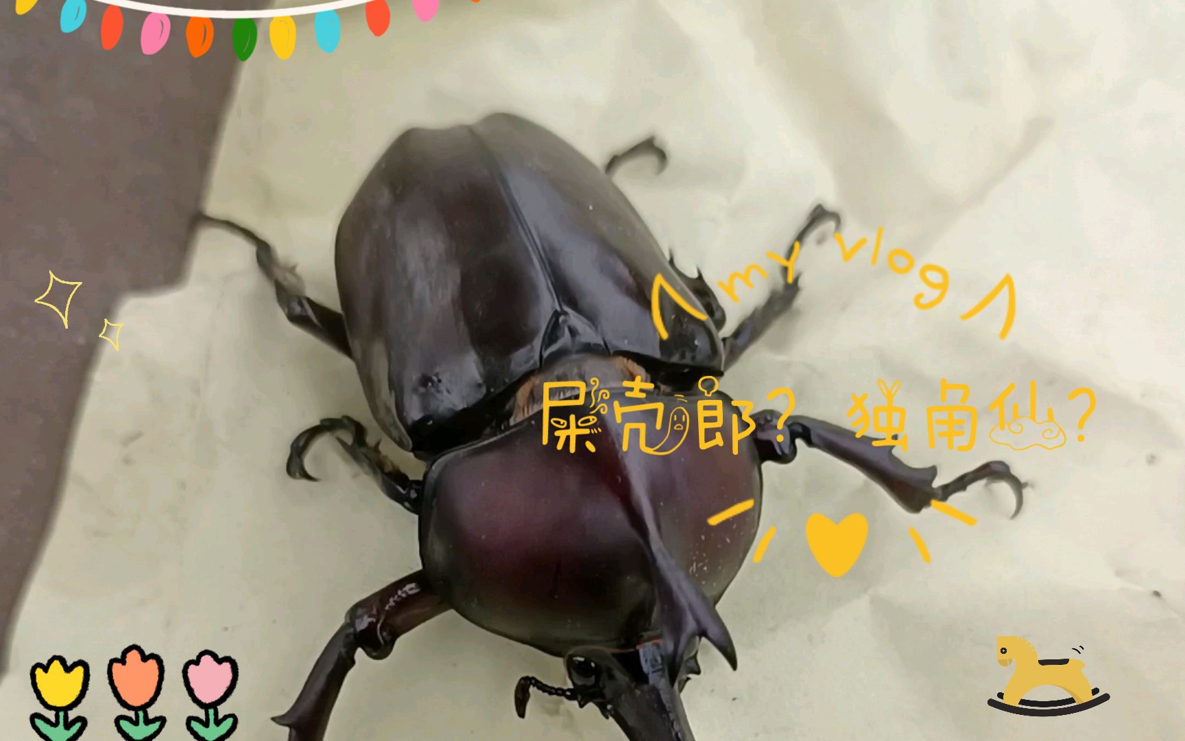 屎壳郎?独角仙?